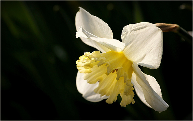 Plein feux sur le narcisse