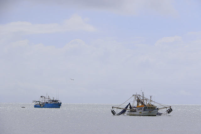 Shrimp Trawlers