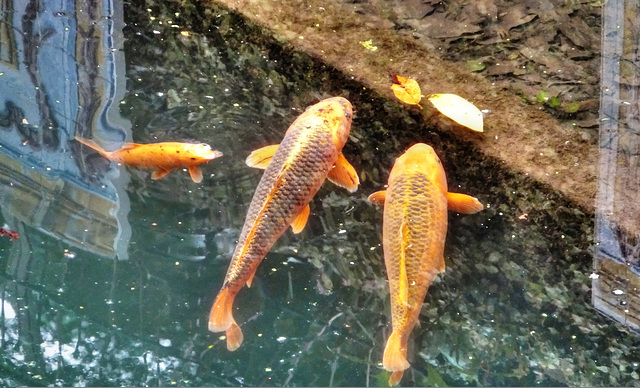 Koi im Teich. ©UdoSm