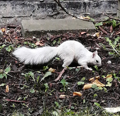 White Squirrel Cloudberry Montreal IMG 20211014 190448