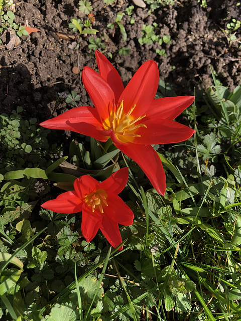 Tulipes