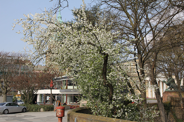Blühender Baum im Schlossgraben