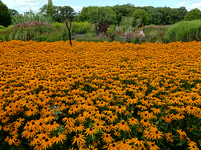 Rudbeckia fulgida Goldsturm