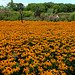 Rudbeckia fulgida Goldsturm