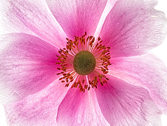 Anemone