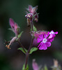 20140911 5190VRAw [NL] Terschelling