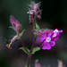 20140911 5190VRAw [NL] Terschelling