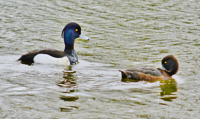 Tufted Ducks, pair