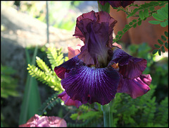 Iris Vibration (1)