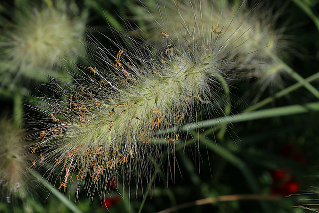 Chenille non urticante