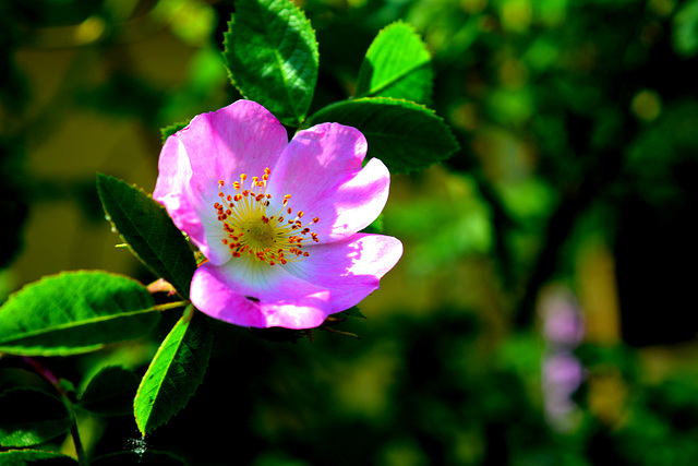 Wild Rose