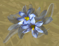 Blue-eyed Grass (Sisyrinchium)