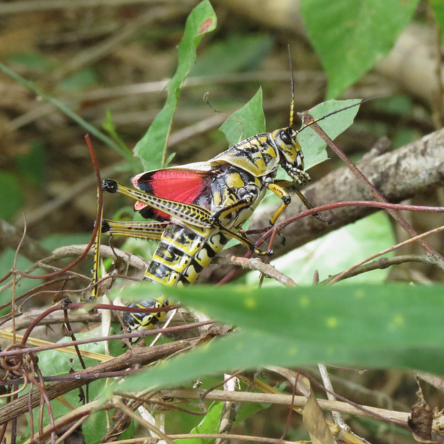 Lubber grasshopper