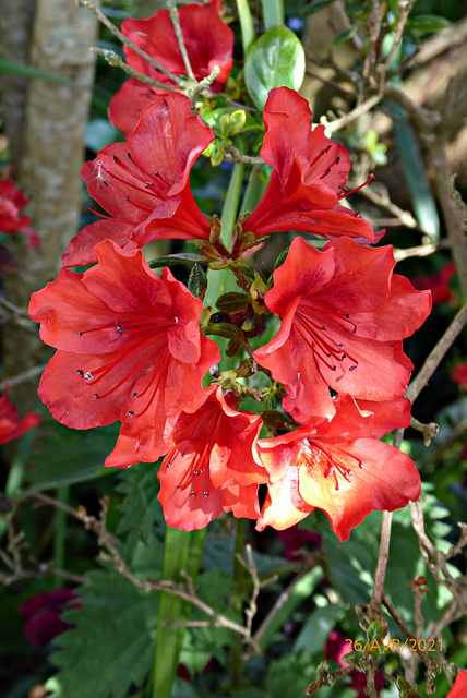 jardin de mon épouse