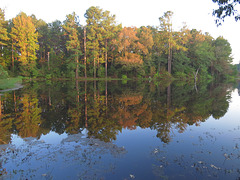 Pond reflections 2021-10-13
