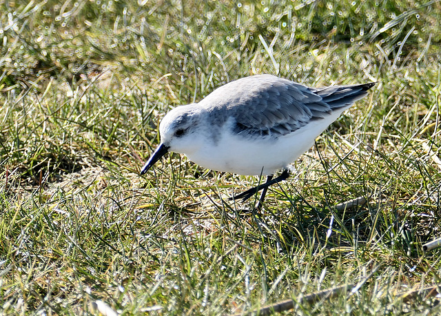 Sanderling