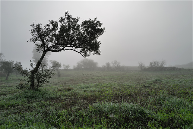 Penedos, Misty morning