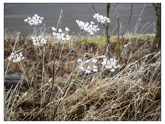 Frostiger Nebel