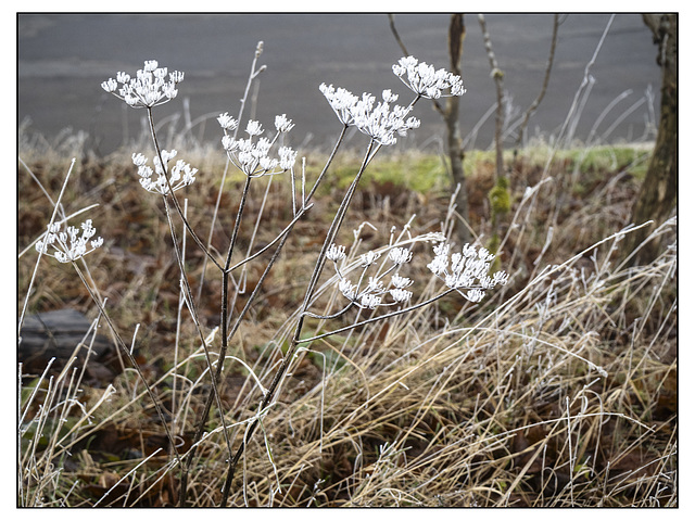 Frostiger Nebel