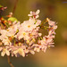 Sakura Blossoms 2