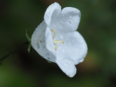 Campanula