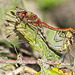 Common Darters Mating (or not now darling, I've got a headache)!