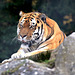 Portrait d'un tigre ...