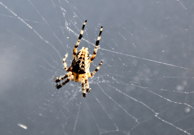 Spinne auf meiner Autoscheibe