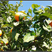 Oranger * Orangenbaum