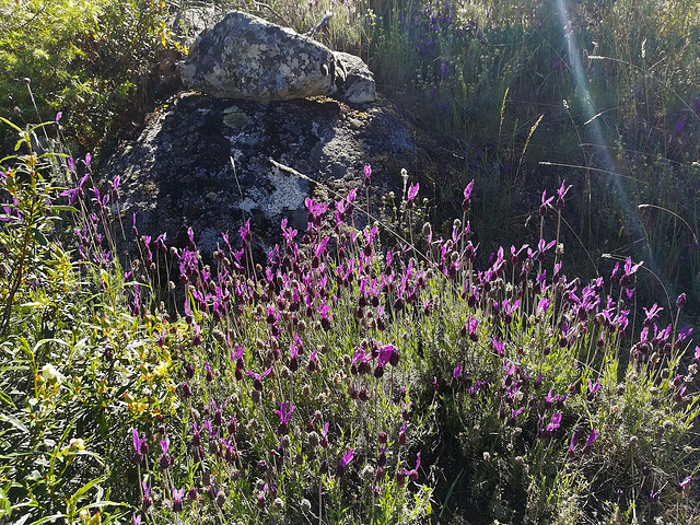 Spanish lavender, granite and sunbeam! :o) for Marie-claire!
