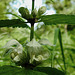 20210524 0223CPw [D~LIP] Weiße Taubnessel (Lamium album), UWZ, Bad Salzuflen