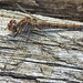 20210927 2950CPw [D~LIP] Heidelibelle (Sympetrum), UWZ, Bad Salzuflen