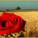 a Rose for al the ladies of Ipernity