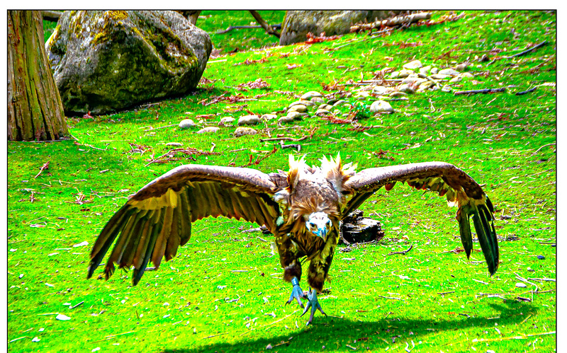 Tierpark