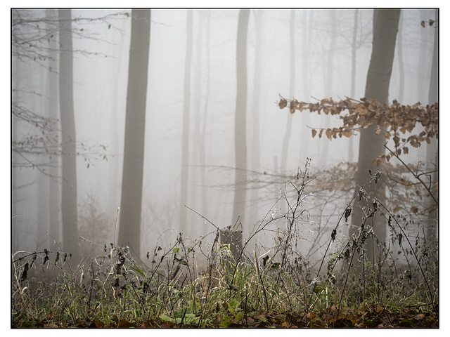 Frostiger Nebel