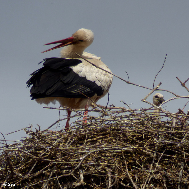 Nid de cigogne et son petit