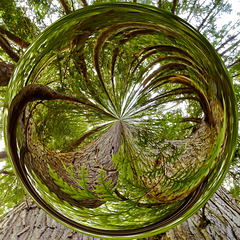 Tree Orb