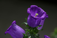 Canterbury Bells