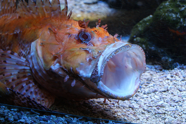 Musée Océanographique de Monaco