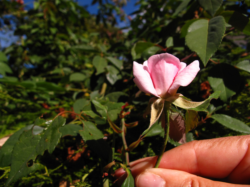 Small beauty