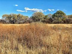 The San Pedro Riparian National Conservation Area