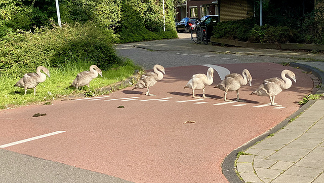 Young swans