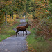 jeune cerf traversant la piste cyclable .....