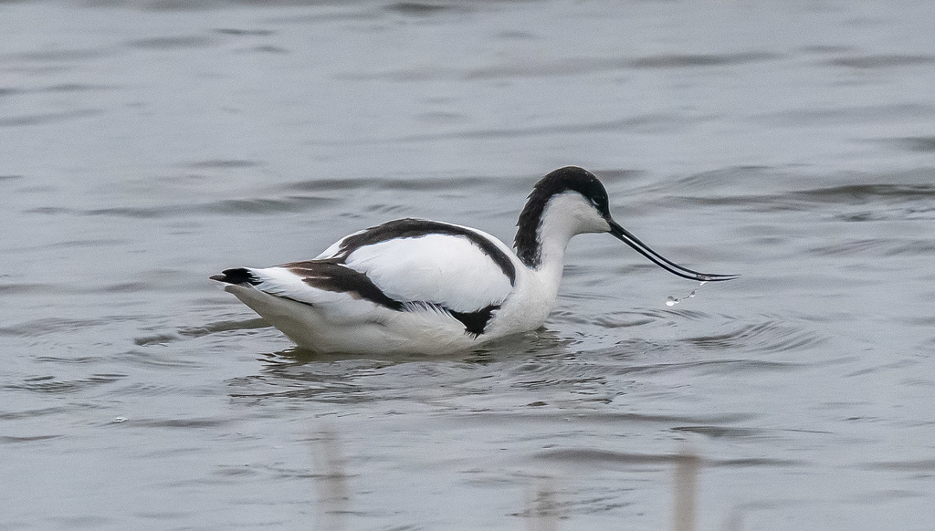 Avocet