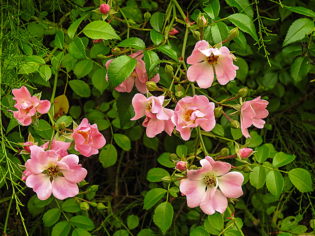 20210709 1476CPw [D~OS] Büschel-Rose (Rosa multiflora), Zoo Osnabrück