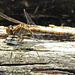 20210927 2951CPw [D~LIP] Große Heidelibelle (Sympetrum striolatum) [w], UWZ, Bad Salzuflen