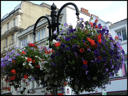 George Street blooms okay