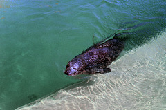 Esbjerg Sealarium (47 13)