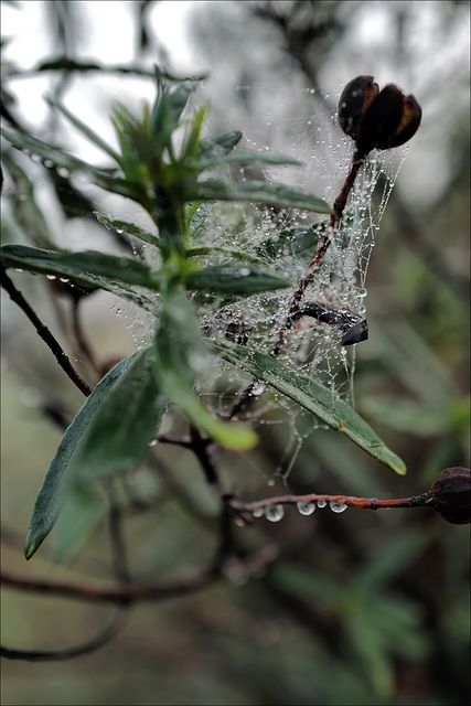 Penedos, Misty morning web