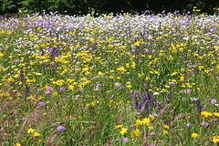 Wildblumenwiese und Insektenparadies (2 PicinPic)